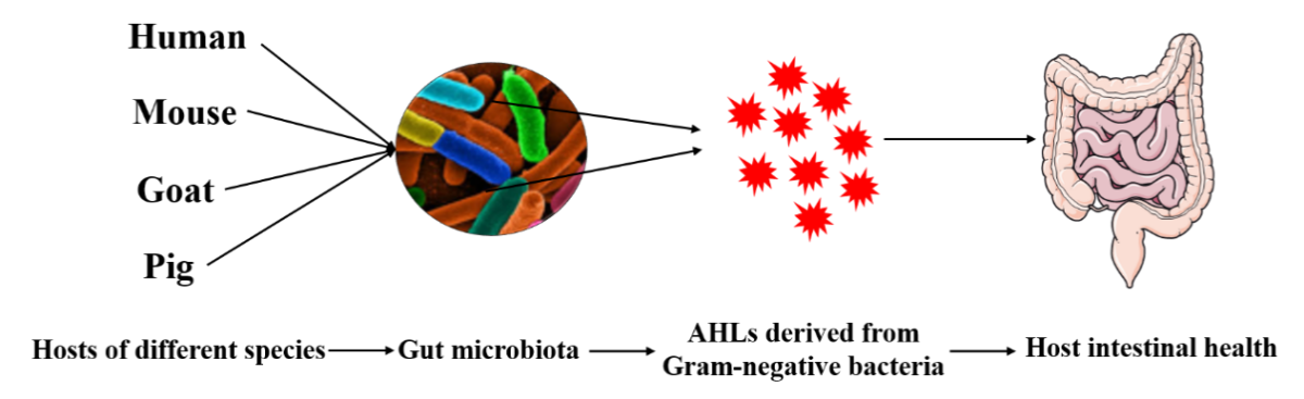 图4 革兰氏阴性菌QS信号分子对宿主肠道健康的影响
